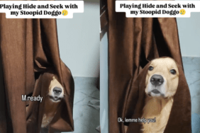 Dog hide and seek video
