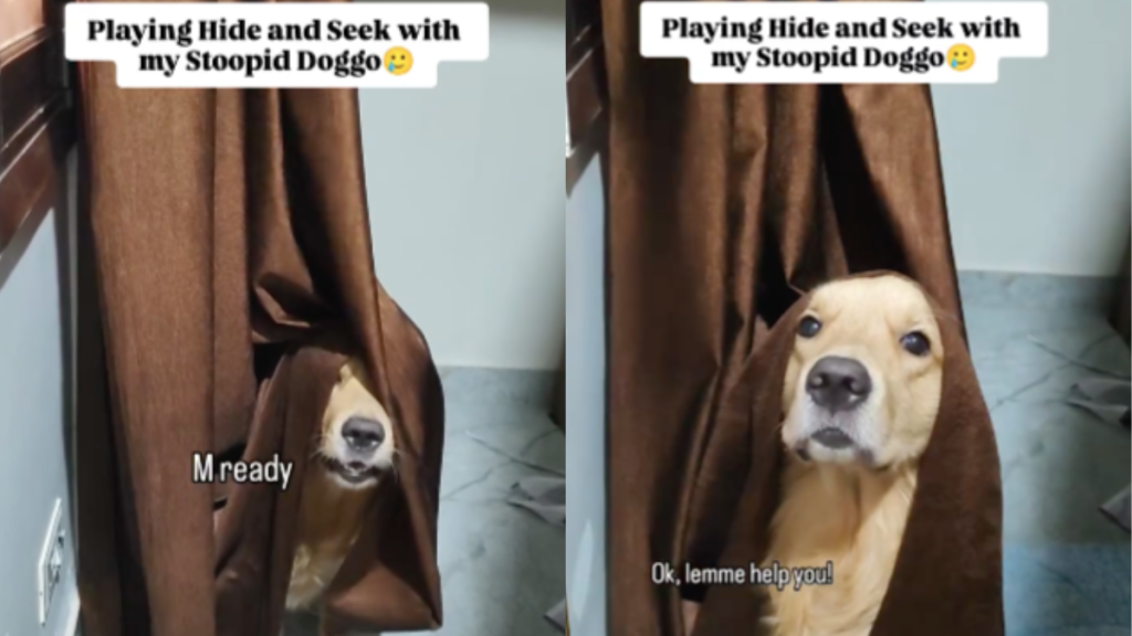 Dog hide and seek video