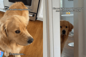 dog mom angry video