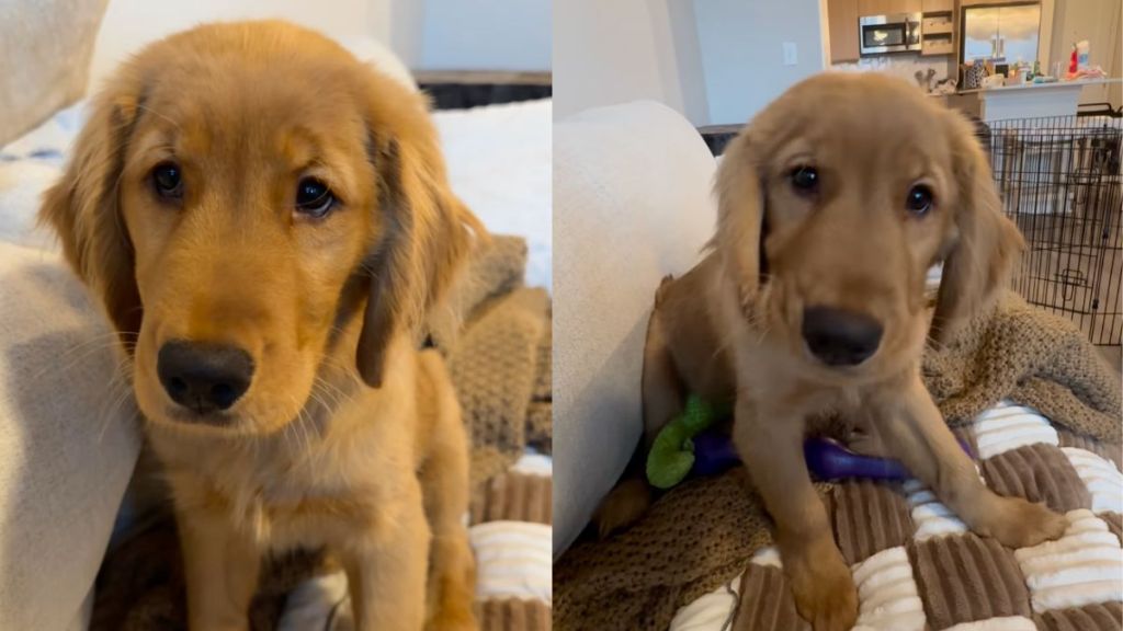 Instagram video shows Golden Retriever puppy chewing his ears