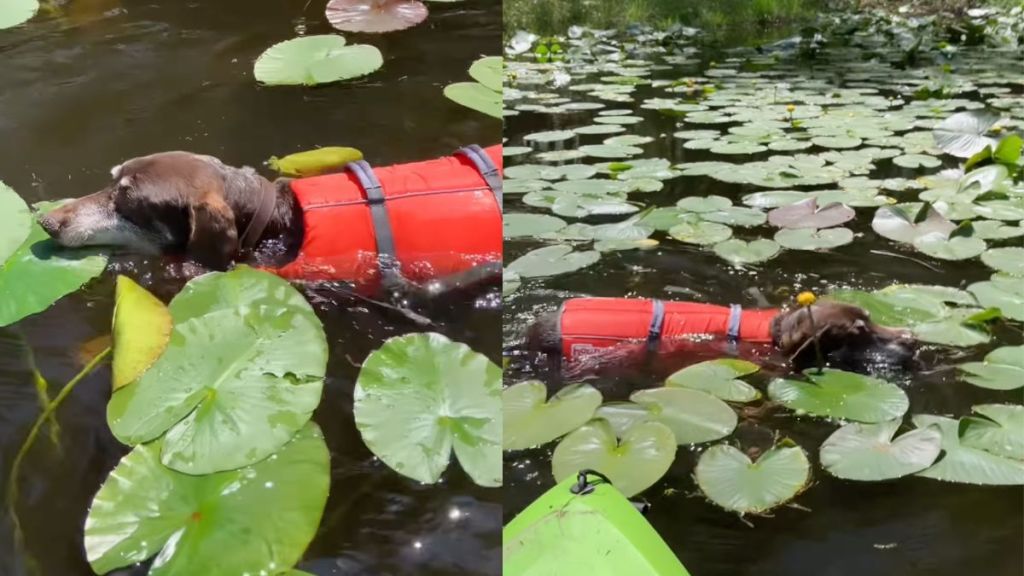 Instagram video shows senior dog diligently searching for his frisbee