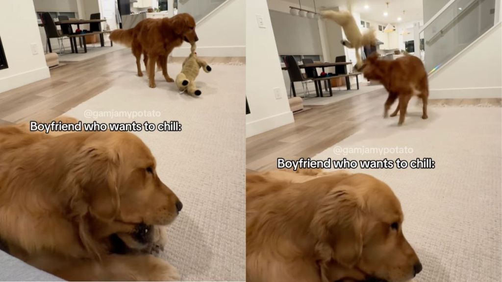 Instagram dog video shows Golden Retrievers displaying wildly contrasting behaviours