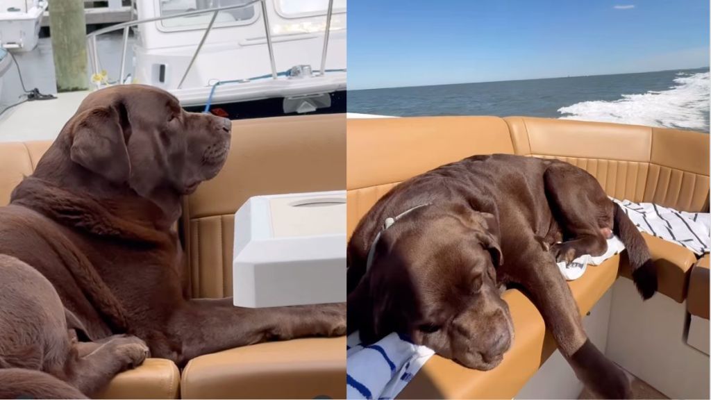 Labrador plans on doing nothing all day in funny Instagram video