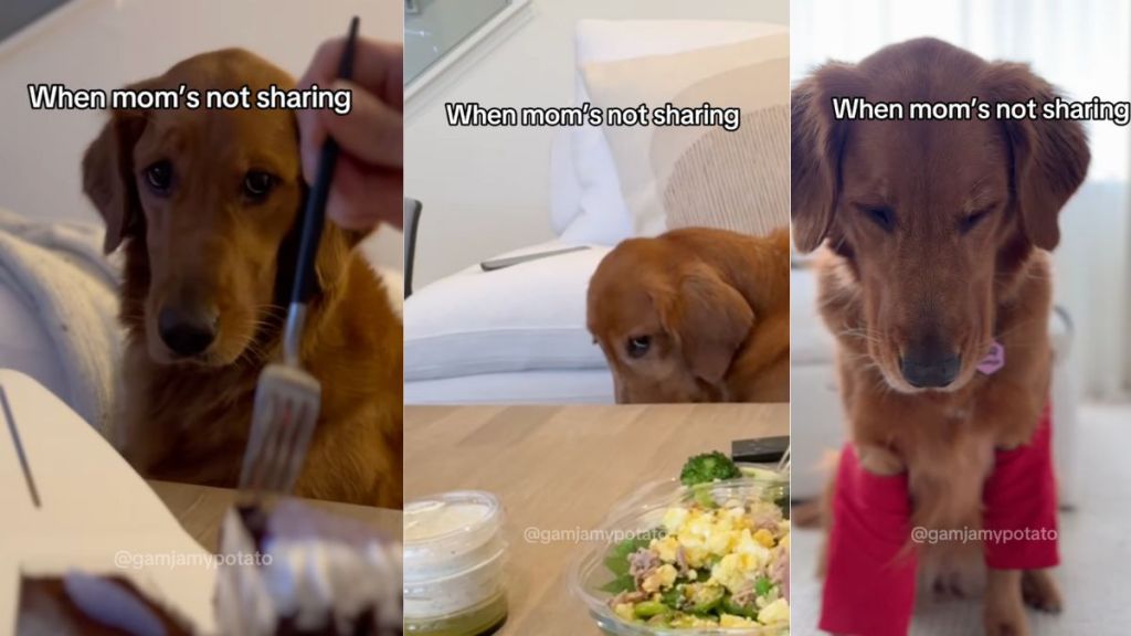 Instagram video shows Golden Retriever reacting to food not being shared