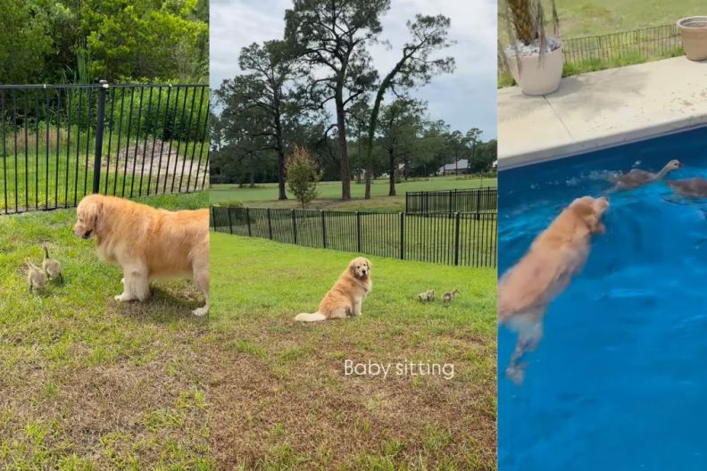 Instagram video shows a Golden Retriever taking care of orphaned geese in her backyard