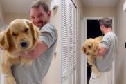 Sleepy dog has to be carried to bed by dad in cute video