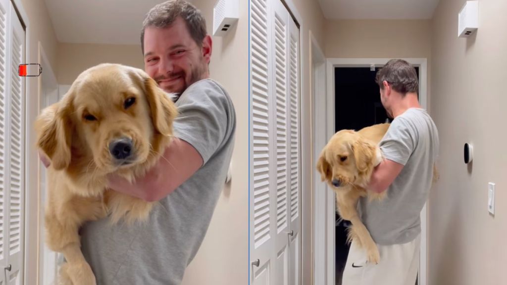 Sleepy dog has to be carried to bed by dad in cute video