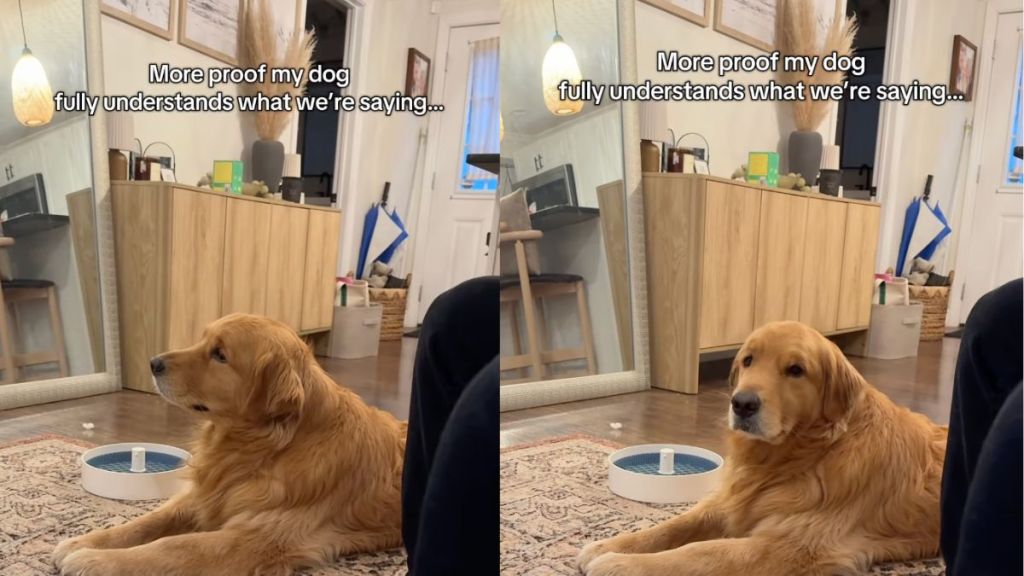 Golden Retriever is attentive and listens to his owners in viral Instagram video