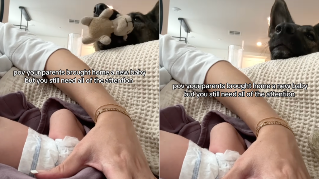 dog baby fetch video