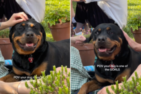 Rottweiler picnic video