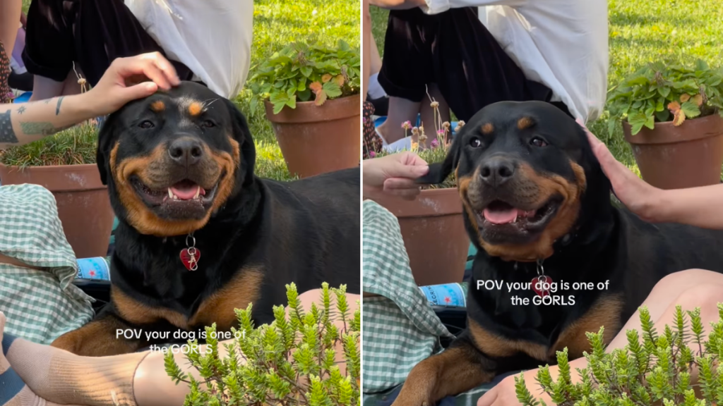 Rottweiler picnic video