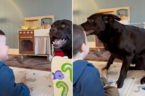 Labrador toddler video
