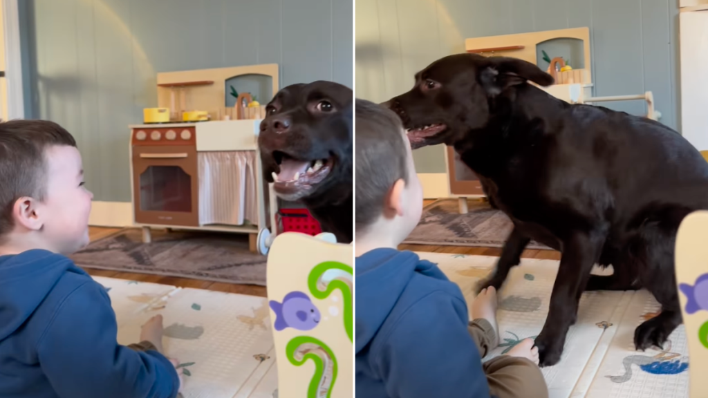 Labrador toddler video