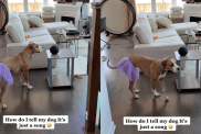 Pitbull song command video