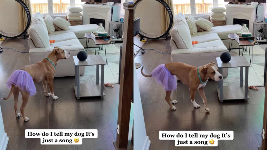 Pitbull song command video