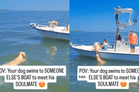 Labrador soulmate video