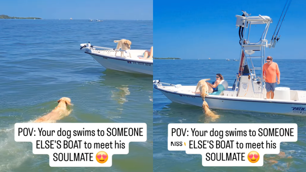 Labrador soulmate video
