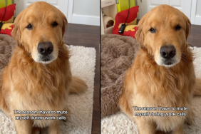 Golden Retriever dog owner video