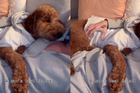 Goldendoodle owner cuddles video