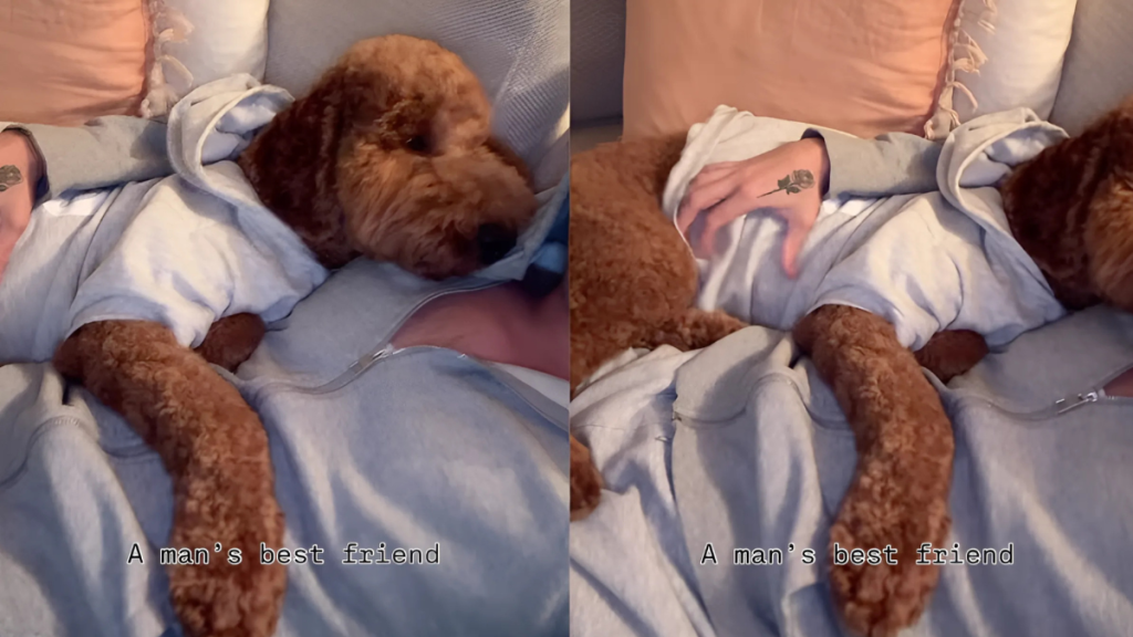 Goldendoodle owner cuddles video