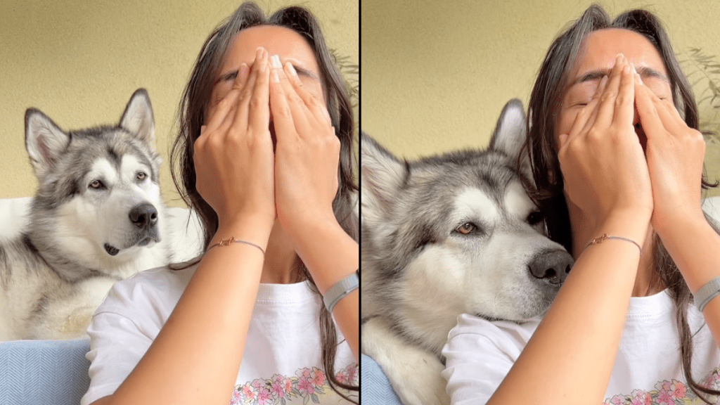 dog owner crying video recation