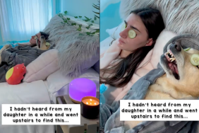 Therapy dog spa video