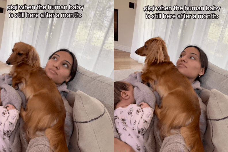 dog attention video