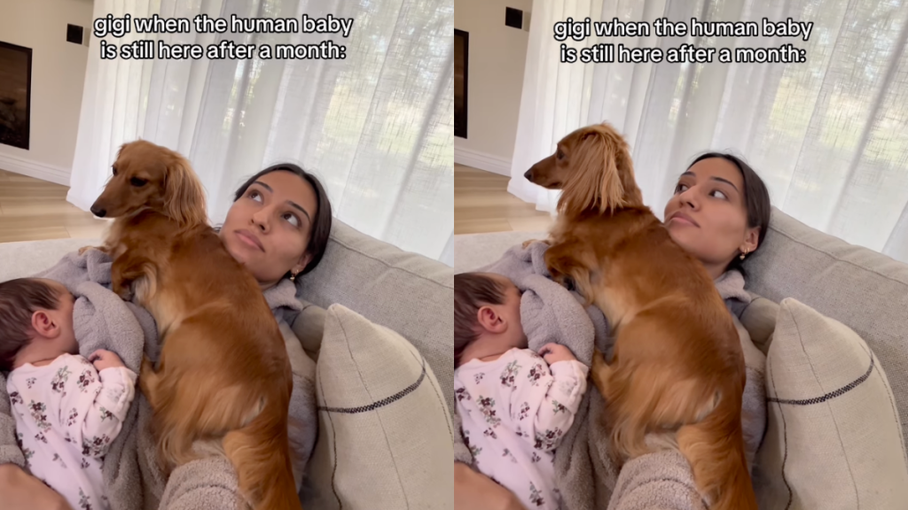 dog attention video