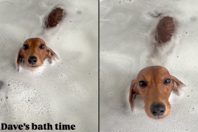 Dachshund bath video