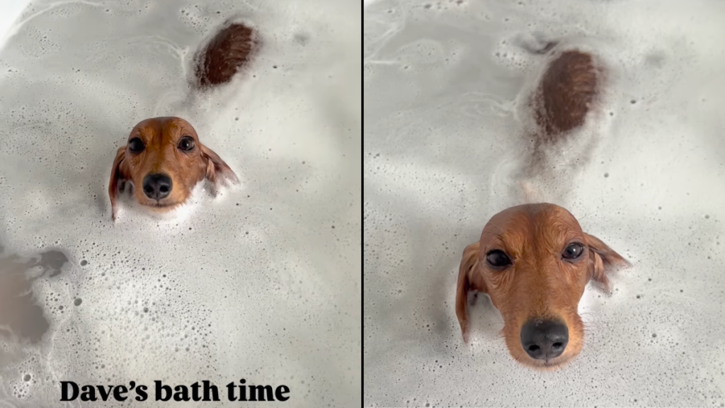Dachshund bath video