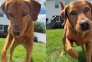Labrador dancing video