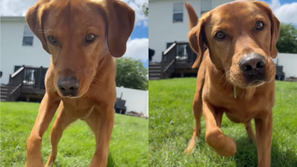 Labrador dancing video