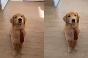 Golden Retriever puppy video