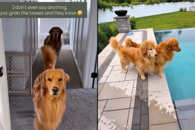 dog swimming video