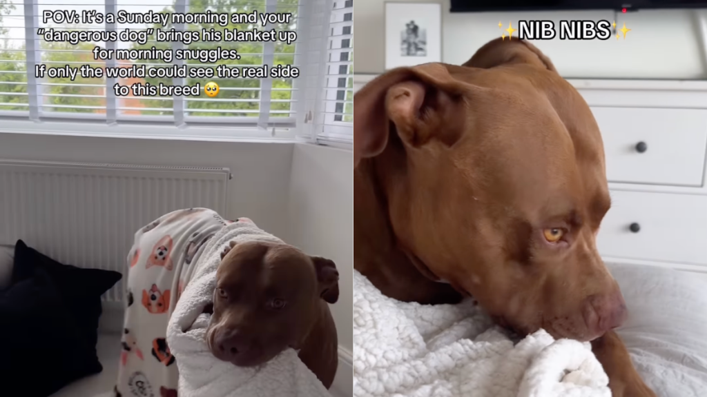dog snuggle video