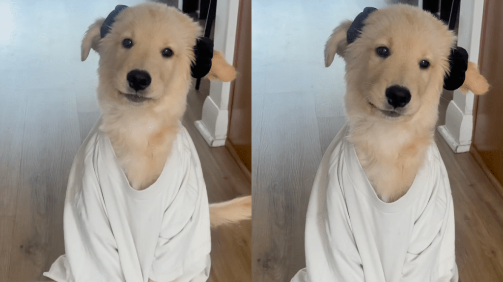 Golden Retriever puppy Dobby video