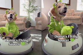 Golden Retriever puppy video