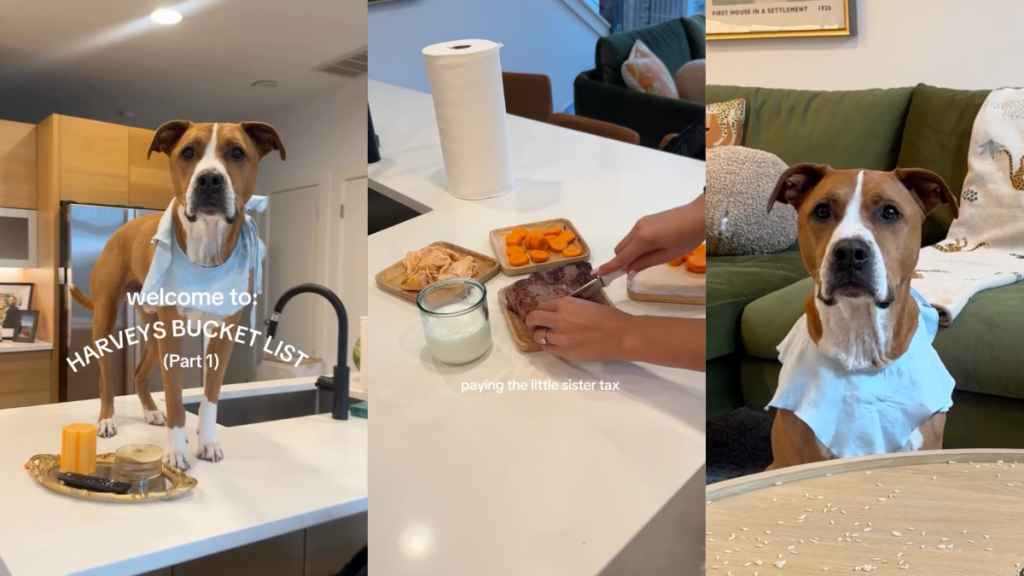 dog cancer bucket list video