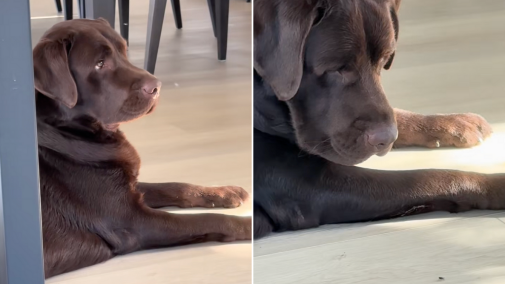 labrador fly video