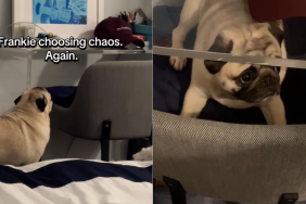 pug video
