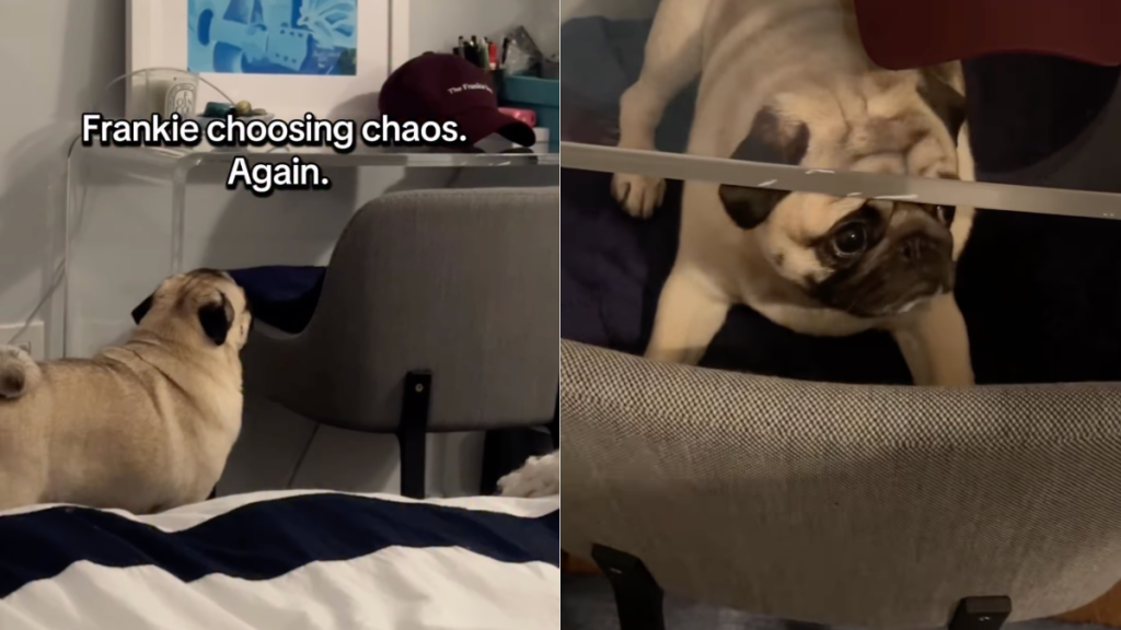 pug video