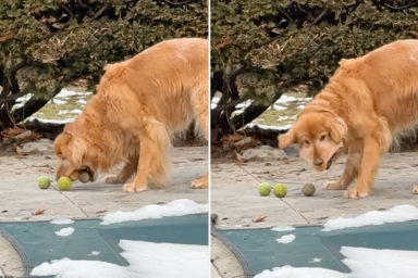 Golden Retriever tennis ball viral video