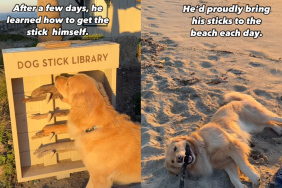 Golden Retriever stick video