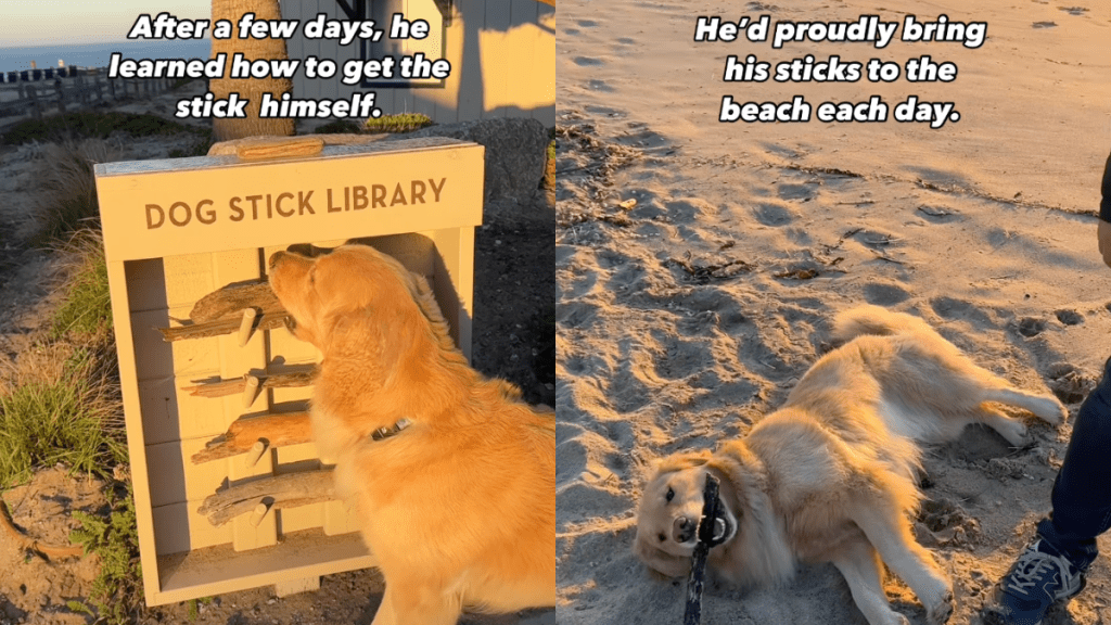Golden Retriever stick video