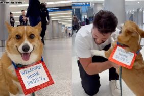 Corgi welcomes dad at airport after spending 3 weeks apart with a sign in video