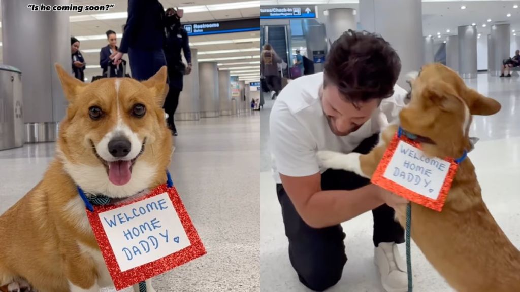 Corgi welcomes dad at airport after spending 3 weeks apart with a sign in video