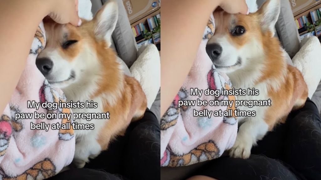 Corgi places his hand on mom's baby bump even after she removes it in video
