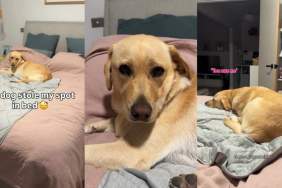 Video: Dog Steals Owner's Spot in Bed & Acts Nonchalant About It