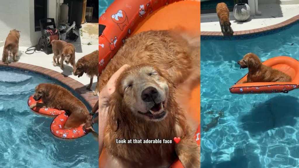Video: New Pool Floatie Is a Massive ‘Hit’ Among Golden Retrievers