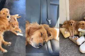 Video: Golden Retriever Siblings Double up on Clinginess While Doing Things Together